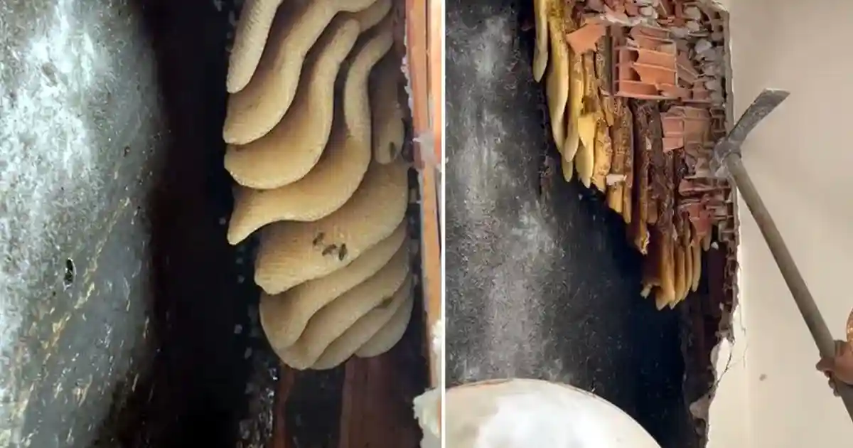 Kentsel Dönüşümde Sürpriz! Duvarının İçinden 25 Kilo Petek Bal Çıktı